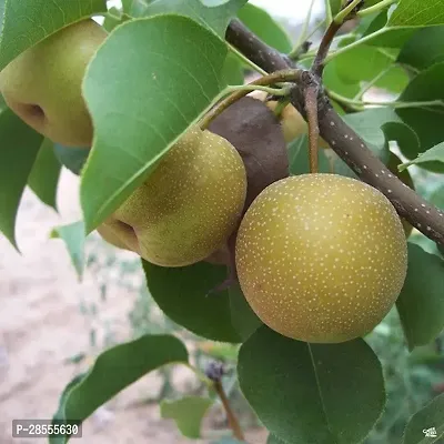 Platone Pear Plant Live Pear Fruit Plant-thumb2