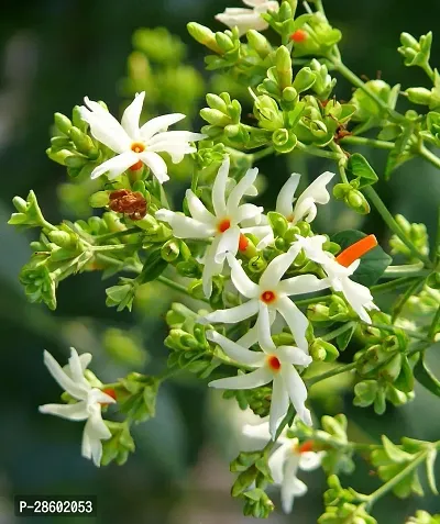 Platone Jasmine Plant Live HarshringarParijatCoral Jasmine Medicinal Lovely Flower Plants-thumb0