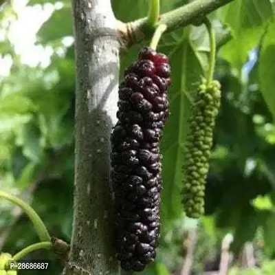 Platone ShahtootMulberry Plant q121