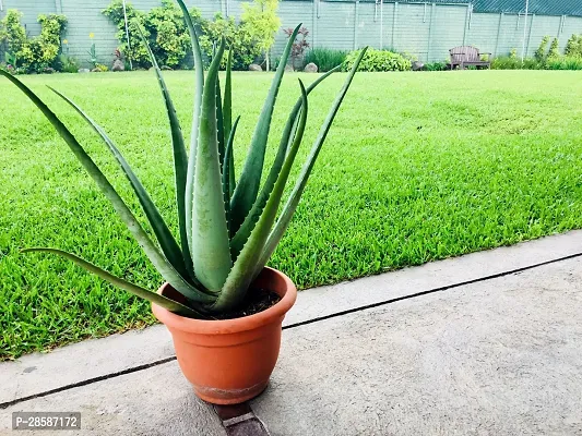 Platone Aloe Vera Plant Aloe Vera Plant 45