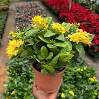 Platone Ixora Plant IXORA PLANT EEWRR-thumb2