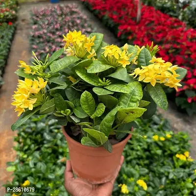 Platone Ixora Plant IXORA PLANT EEWRR-thumb3