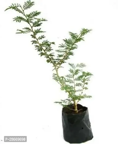 Platone ShamiJand Plant sami plant-thumb3