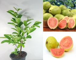 Platone Guava Plant aaravGauva!8-thumb1