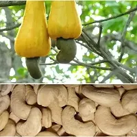 Platone Cashew Apple Plant Cashew Apple Plant-thumb1