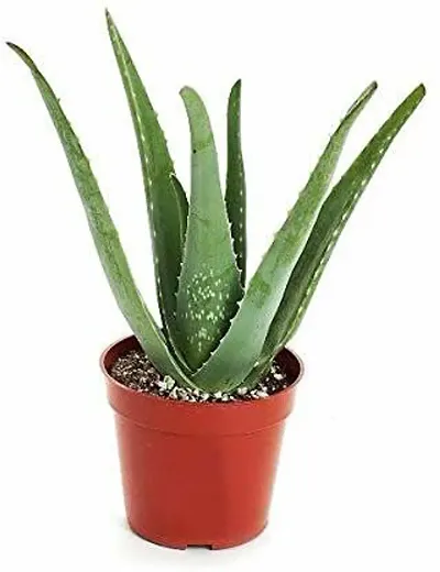 Best Selling Plant & Planters 