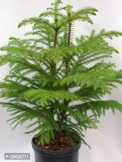 Platone Christmas Tree Plant Xmas Tree Plant a27