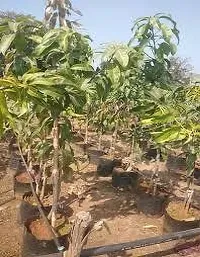 Platone Mango Plant Mango hhj plant-thumb1