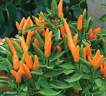 Platone MirchChilli Plant mirchi58