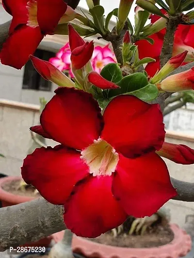 Platone Adenium Plant Adenium plant19