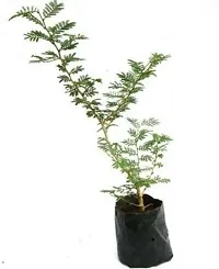 Platone ShamiJand Plant sami plant-thumb2