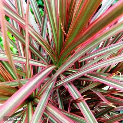 Platone Dracaena Plant Dracaena Plant-10