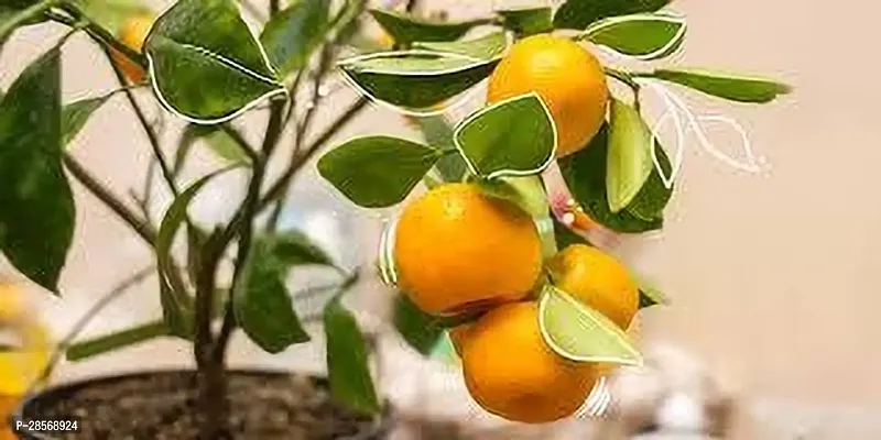 Platone Orange Plant ORANGEB PLANT NBQ