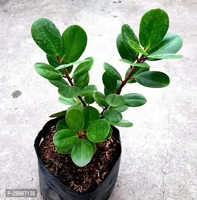 Platone Ficus Plant Green Healthy Ficus Plant-thumb3