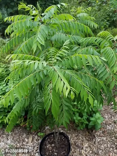 Platone Curry Leaf Plant Curry Leaf-thumb0