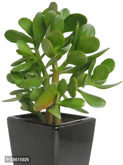 Platone Jade Plant cr2121