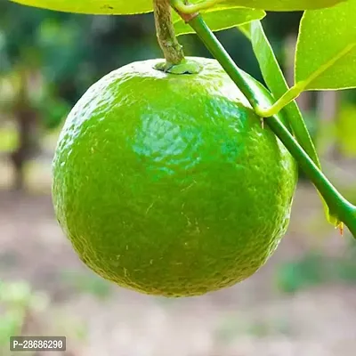 Platone Sweet Lemon Plant Sweet LimeMousambi