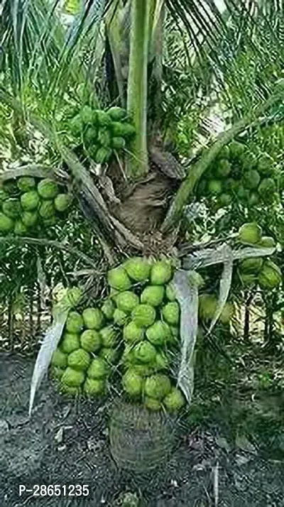 Platone Coconut Plant HYBRID COCONUT 12