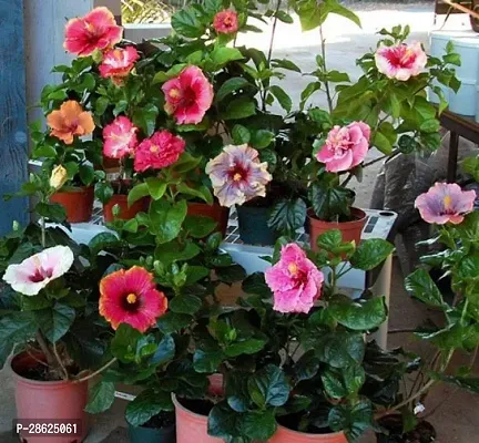 Platone Hibiscus Plant Hibiscus Plant-23-thumb0