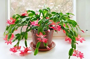 Platone Zygocactus Plant Live Zygo cactus Flower Plant for Indoor n Garden-thumb1