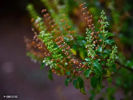 Platone Tulsi Plant EVltul49