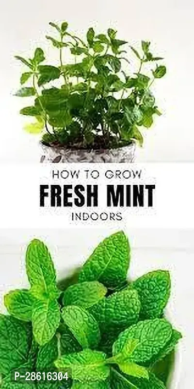 Platone Mint Plant MINT PLANT RGBN