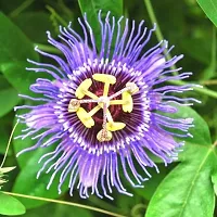 Platone Passion Plant Passion Flower Plant -a01-thumb1