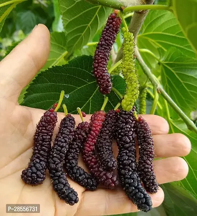 Platone Berry Plant Sweet Mulberry Plant GH01-thumb0