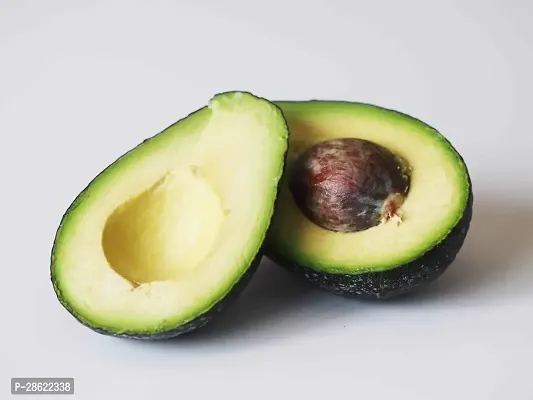 Platone Avocado Plant Persea americana, avocado fruit plant-thumb2