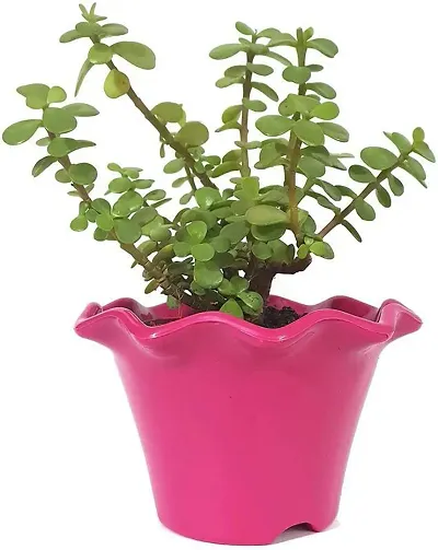 Limited Stock!! Plant & Planters 