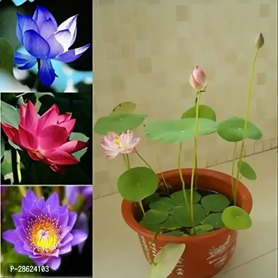 Platone Lotus Plant Lotus Plant 0030