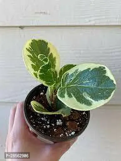 Platone Peperomia Plant PEPEROMIA PLANT-thumb0