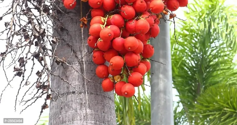 Platone Betel NutSupari Plant betel nutsupari plant16-thumb0