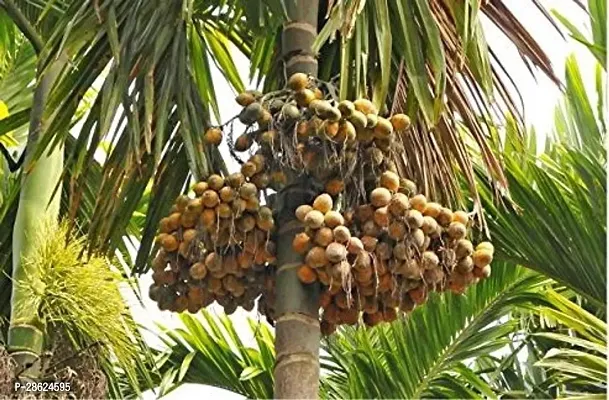 Platone Betel NutSupari Plant Suparibetel nut plant