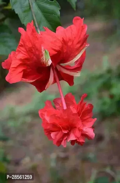 Platone Hibiscus Plant Live hybrid hibiscus flowers plantLP_Hibi_4-thumb0