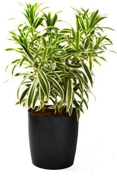 Hot Selling Plant & Planters 