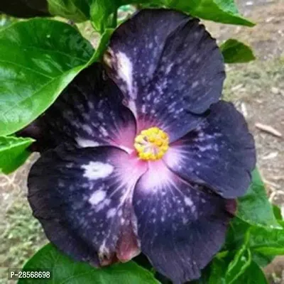 Platone Hibiscus Plant 482 Hibiscus Hybrid Plant