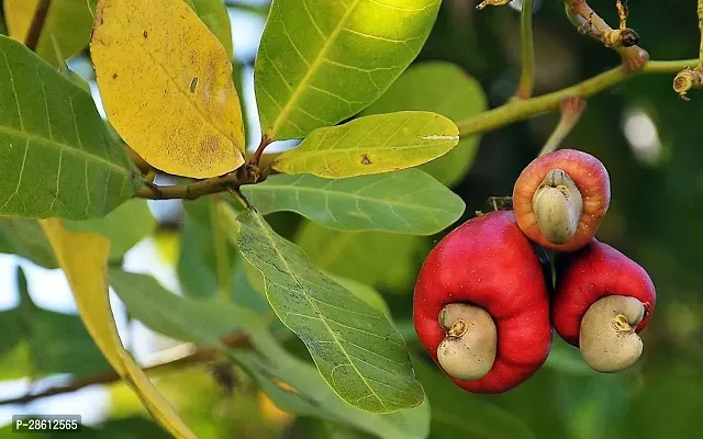 Platone Cashew Apple Plant ASHEW36