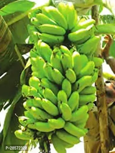 Platone Banana Plant banana20 m-thumb2