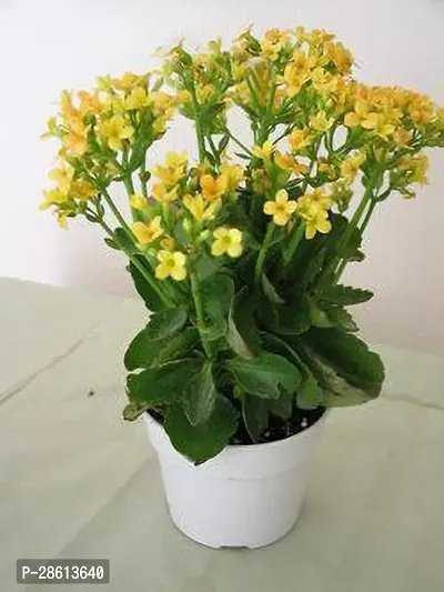 Platone Kalanchoe Plant kalanchoe plant0095-thumb0