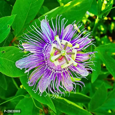 Platone Passion Plant BALUB-516