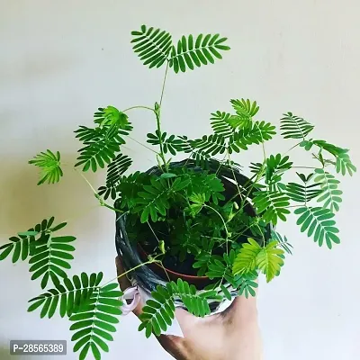 Platone Lantana Plant CHILD LOJJABOTI PLANT