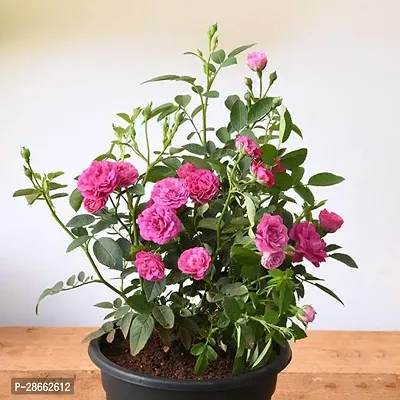 Platone Rose Plant Button Rose Red Live-thumb0