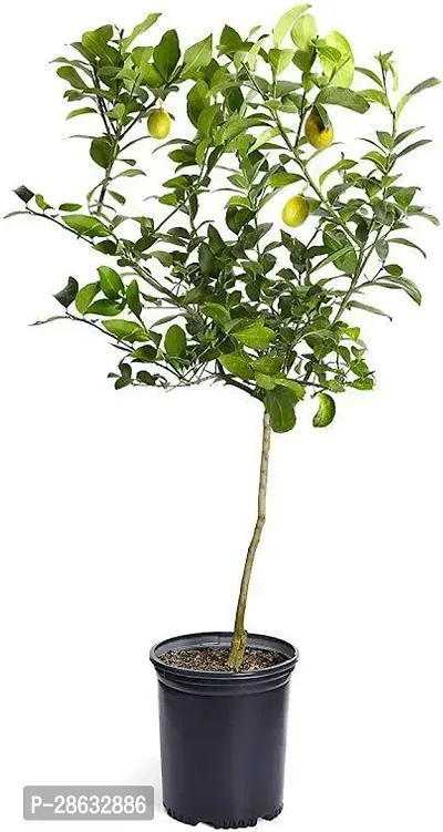 Platone Lemon Plant jjl01