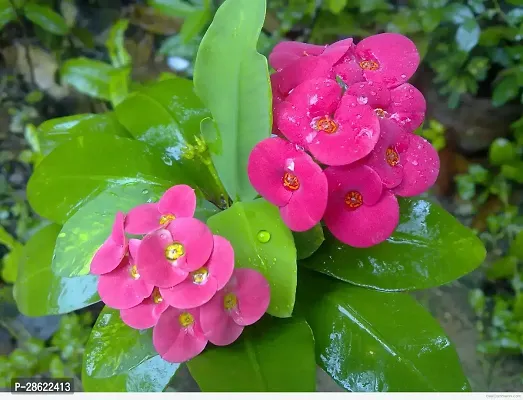 Platone Euphorbia Plant Euphorbia Mili Flower ( deep red )