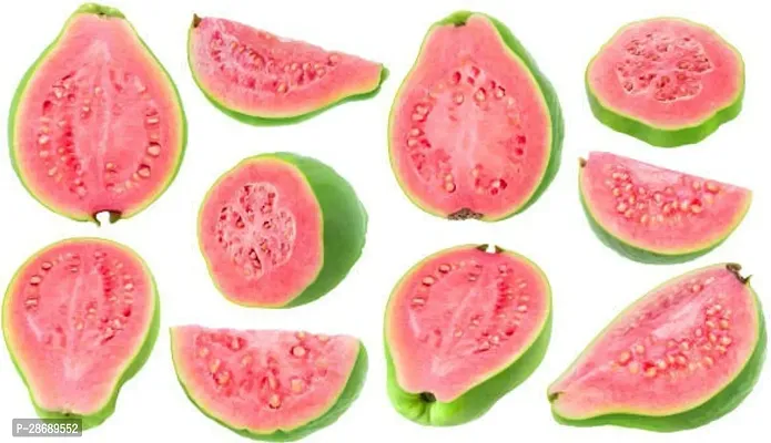 Platone Guava Plant Thai Dwarf Inside Pink Sweet Crunchy Great Taste Guava Air Layered Healthy Plants-thumb2