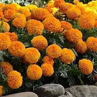 Platone Marigold Plant Live Orange Marigold-thumb2