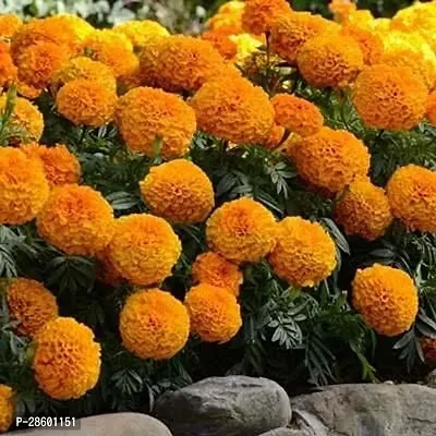 Platone Marigold Plant Live Orange Marigold-thumb3