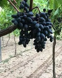 Platone Grape Plant Autumn Royal Grape Plant-thumb1