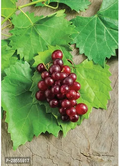 Platone Grape Plant HVLIVE_535-thumb0